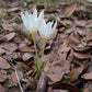 Ochroleucus Fall Flowering Crocus Corms