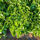 Eliance Organic Chicory