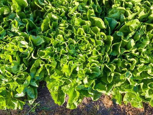 Eliance Organic Chicory
