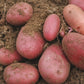 Clancy F1 Pelleted Potato Seeds online shopping