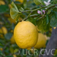 Lapithiotiki Lemon Budwood citrus plant material online shopping