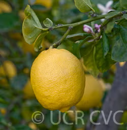 Lapithiotiki Lemon Budwood citrus plant material online shopping