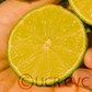 Persian Lime Budwood citrus plant material online shopping