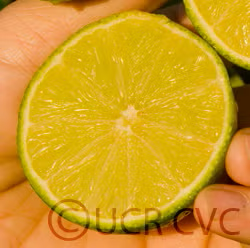 Persian Lime Budwood citrus plant material online shopping