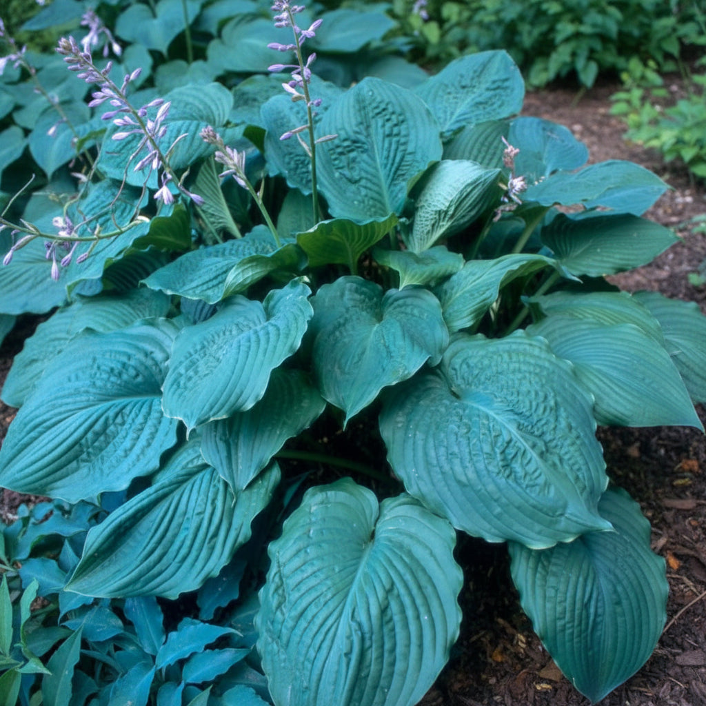 Blue Ridge Hosta Plants online shopping