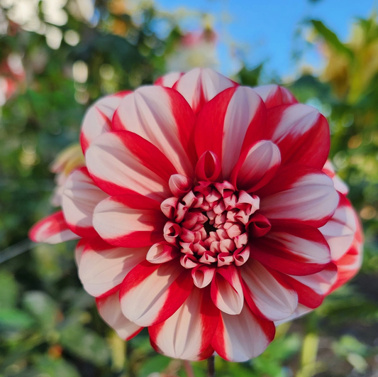 Yoro Kobi Dahlia