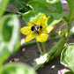 Natupol Smart Bumblebee Polytunnel Natural Pollinator