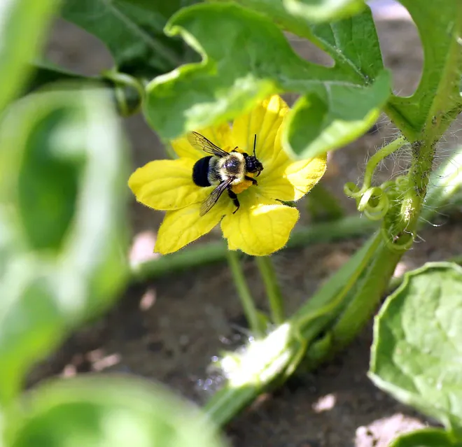 Natupol Smart Bumblebee Polytunnel Natural Pollinator