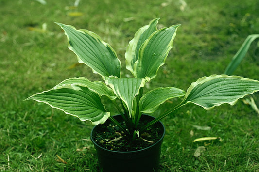 Louie Louie Hosta Plants online shopping