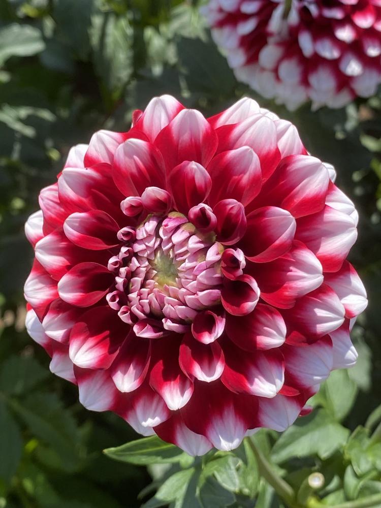 Checkers Dahlia