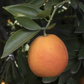 Maltaise Demi Sanguine Blood Orange Budwood citrus plant material online shopping