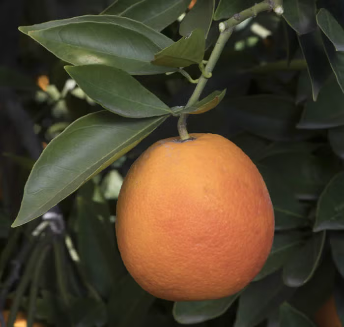 Maltaise Demi Sanguine Blood Orange Budwood citrus plant material online shopping