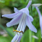Chanticleer Hosta Plants online shopping