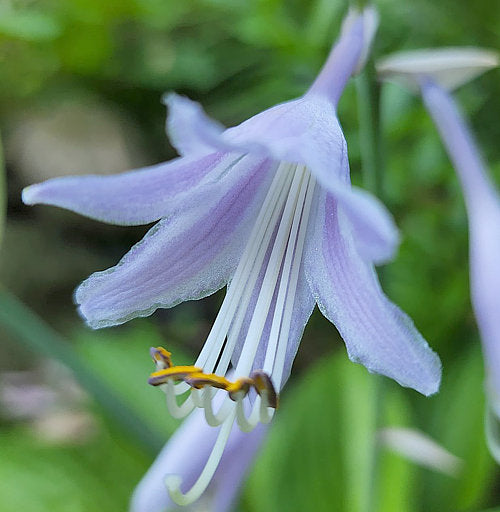 Chanticleer Hosta Plants online shopping