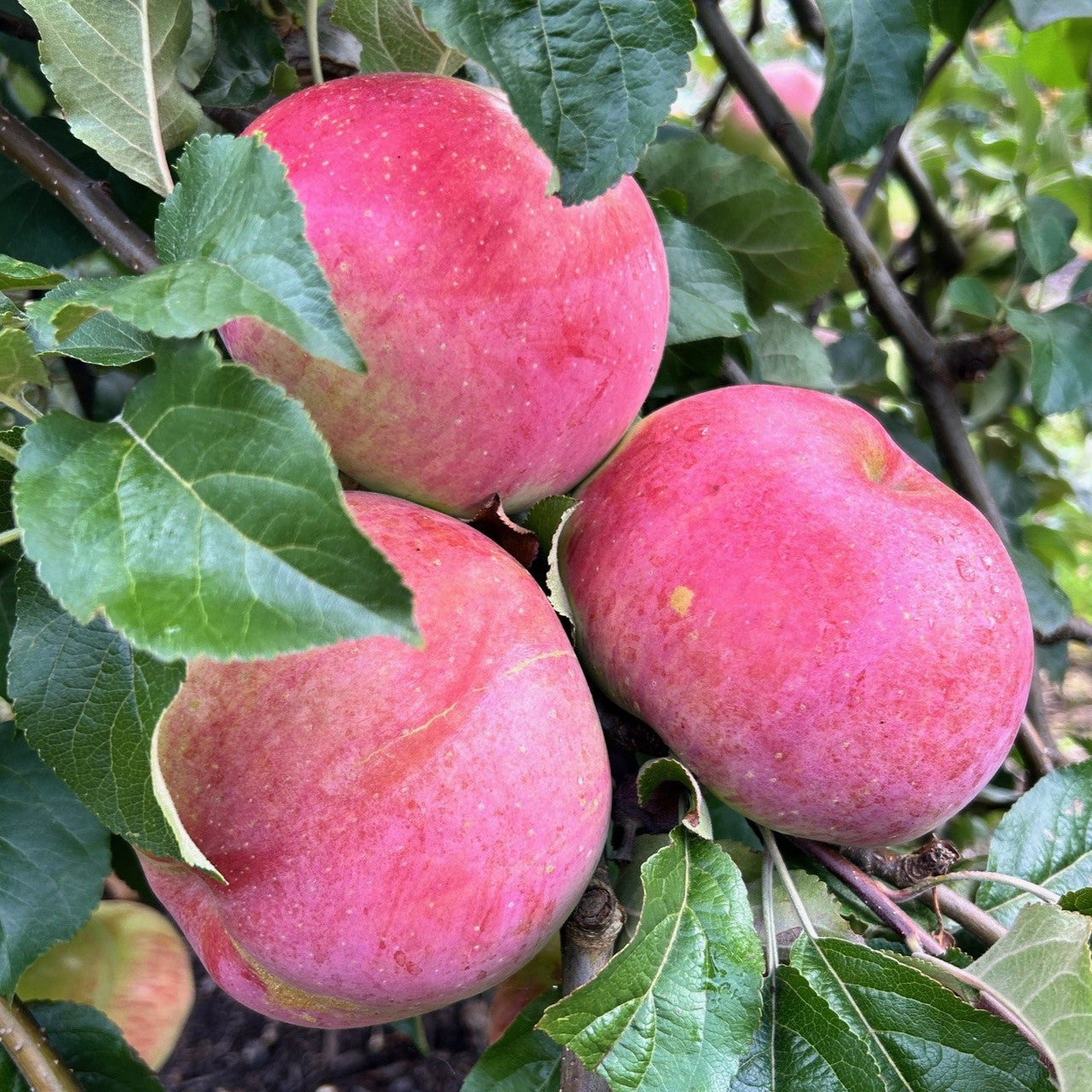 Wolf River Heirloom Biggest Apple Tree