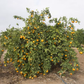 China S-6 Satsuma Mandarin Budwood citrus plant material online shopping