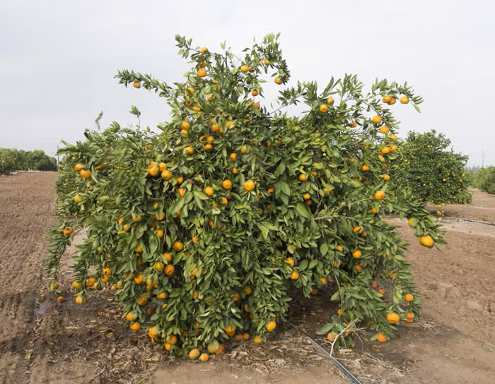 China S-6 Satsuma Mandarin Budwood citrus plant material online shopping