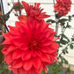 Swan’s Olympic Flame Dahlia