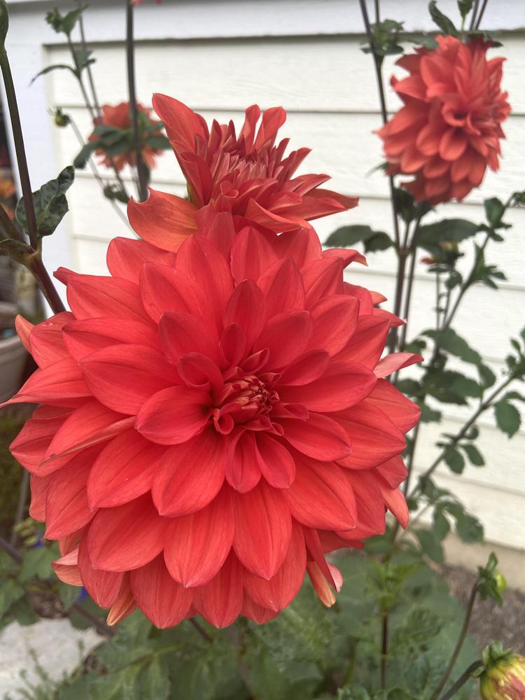 Swan’s Olympic Flame Dahlia