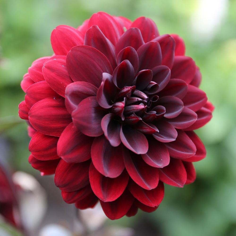 Karma Choc Dahlia