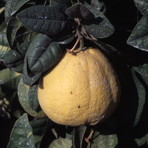 Reinking Pummelo Budwood citrus plant material online shopping