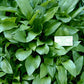 Hosta clausa Plants online shopping