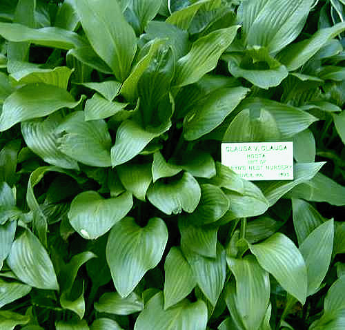Hosta clausa Plants online shopping