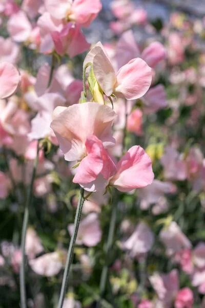 Spring Sunshine Champagne Sweet Pea