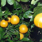 Rocky Hill Navel Orange Budwood citrus plant material online shopping