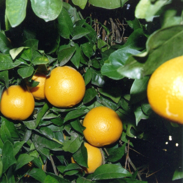 Rocky Hill Navel Orange Budwood citrus plant material online shopping