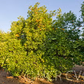 Tarocco Blood Orange Budwood citrus plant material online shopping