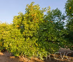 Tarocco Blood Orange Budwood citrus plant material online shopping