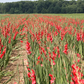 Vuelta Gladiolus Corms