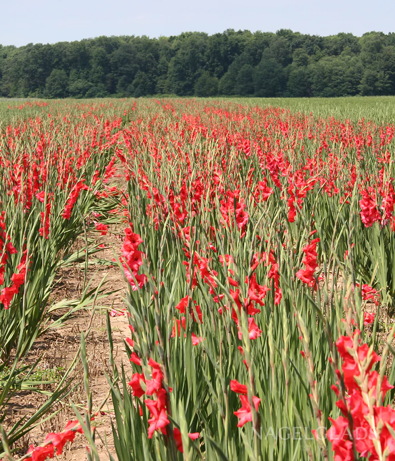 Vuelta Gladiolus Corms