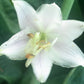Kim Hosta Plants online shopping