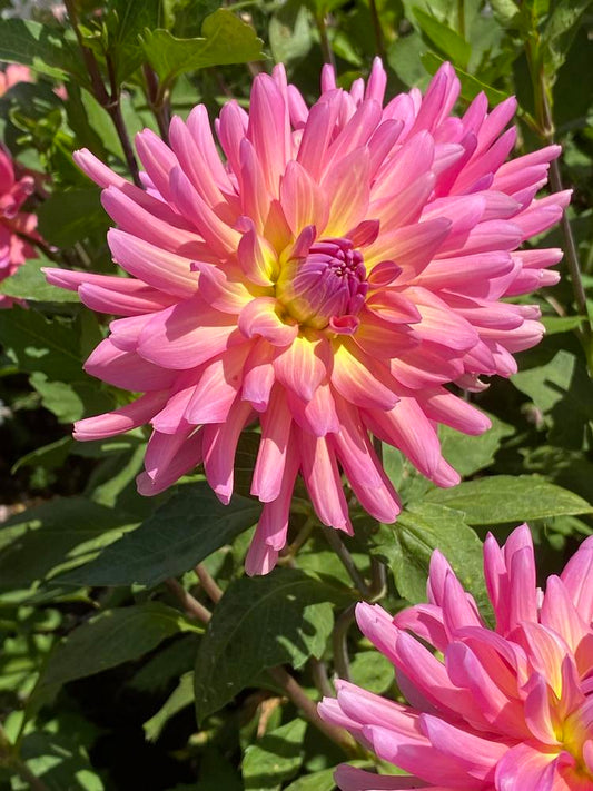 Maui Dahlia