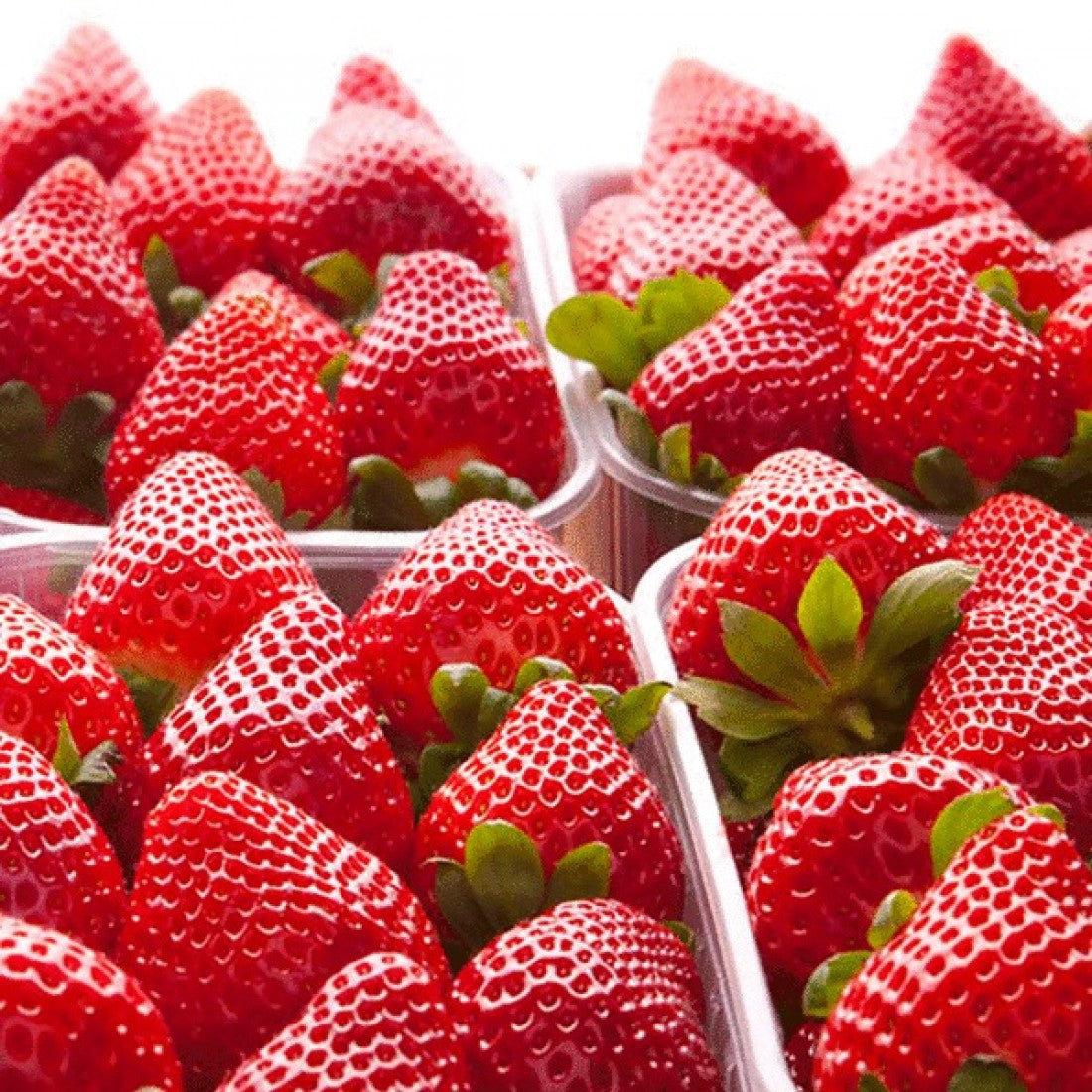 Florida Fortuna™ Short Day Strawberry