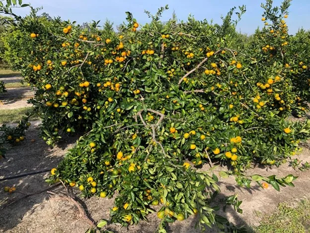 Fruit load of Owari on X-639 rootstock in fall of 2021 averaged 571 pounds per tree.
