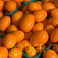 Nagami Kumquat Budwood citrus plant material online shopping