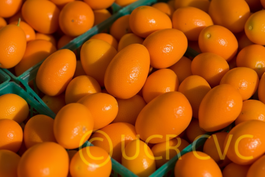Nagami Kumquat Budwood citrus plant material online shopping