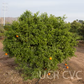 Parson's Special Mandarin Budwood citrus plant material online shopping