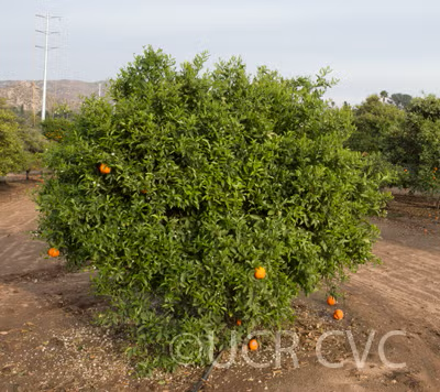 Parson's Special Mandarin Budwood citrus plant material online shopping