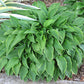 Lemon Delight Hosta Plants online shopping
