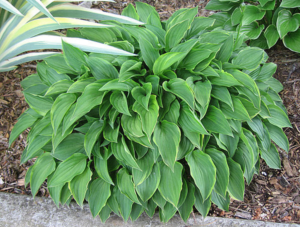 Lemon Delight Hosta Plants online shopping