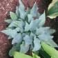 Indigo Hosta Plants online shopping