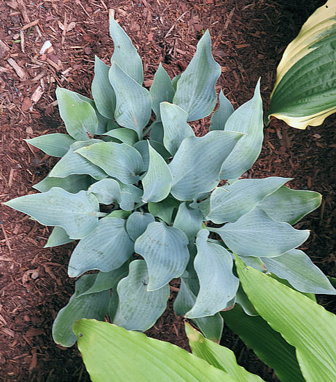 Indigo Hosta Plants online shopping