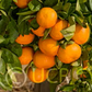 Hansen Mandarin Budwood citrus plant material online shopping