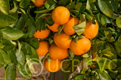 Hansen Mandarin Budwood citrus plant material online shopping
