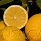 Yen Ben Lisbon Lemon Budwood citrus plant material online shopping
