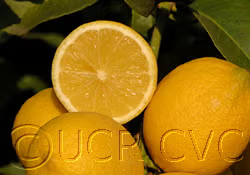 Yen Ben Lisbon Lemon Budwood citrus plant material online shopping